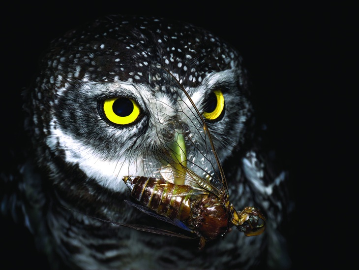 Cú ăn ve. Ve là một nguồn thức ăn bổ dưỡng cho chim