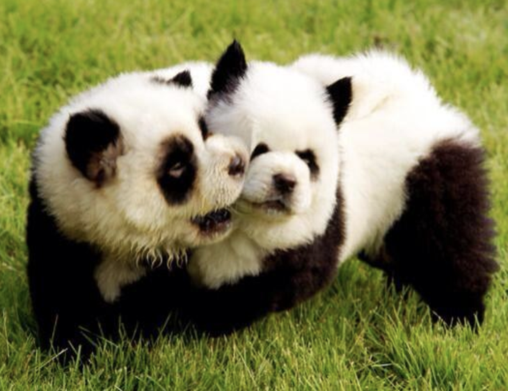 Giống chó Chow Chow của Trung Quốc thường được người nuôi nhuộm lông cho giống gấu trúc. 