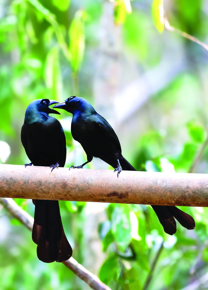 Chim mỏ rộng ngực bạc mái. Ảnh: H.T.