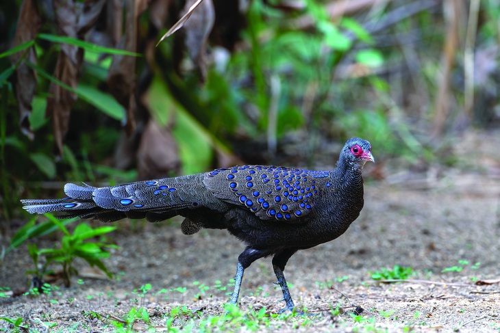 Rất nhiều birders trên thế giới tìm đến Việt Nam để xem loài gà tiền mặt đỏ này (Germain's Peacock Pheasant). Trước đây nó được xác định là loài đặc hữu, chỉ phân bố ở vùng Đông Nam Bộ (ghi nhận ở VQG Cát Tiên và VQG Bù Gia Mập), sau này có thêm ghi nhận ở Campuchia khu vực gần biên giới với tình Bình Phước nên được xem là loài  