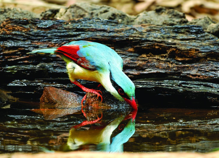 Vũng nước nhỏ ở site Mã Đà giúp giẻ cùi giải khát. Ảnh: H.T.