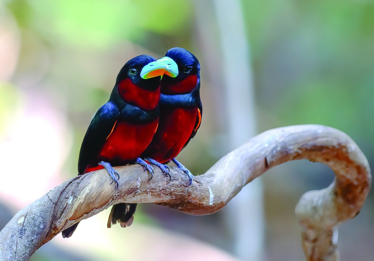 Một đôi chim mỏ rộng đỏ đen. Ảnh: H.T.