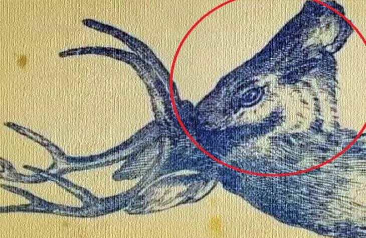 Thử tài tinh mắt: Con thỏ đang trốn ở đâu?- Ảnh 2.