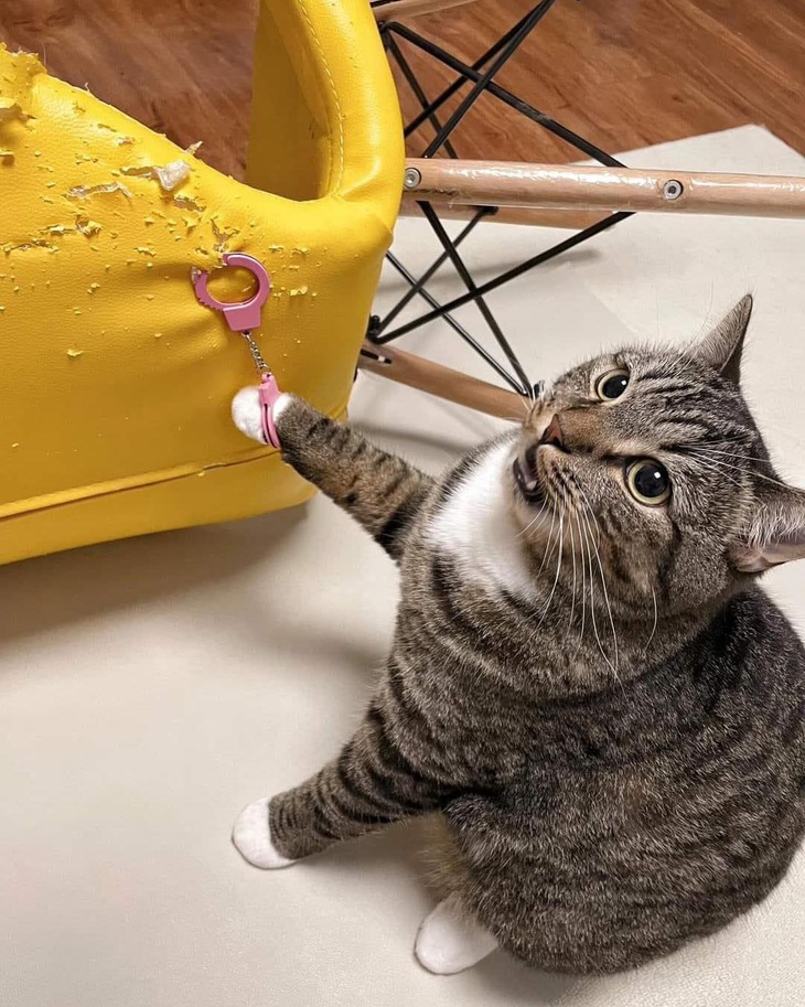 Tha cho em đi. Em hứa lần sau sẽ cào tiếp ạ.