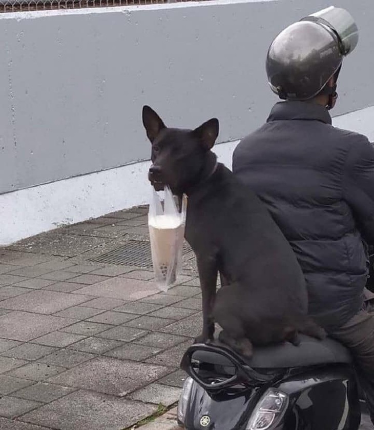 "Gâu" một tiếng là coi như xong. 