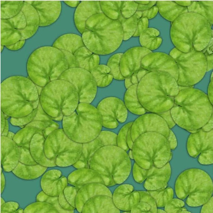 Thử tài tinh mắt: Con cá ở đâu?- Ảnh 3.