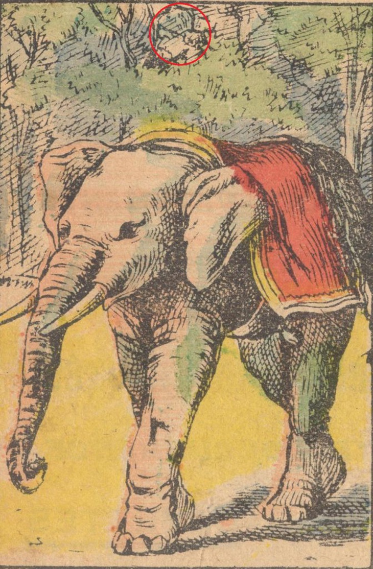 Thử tài tinh mắt: Chủ nhân của con voi đang ở đâu?- Ảnh 2.