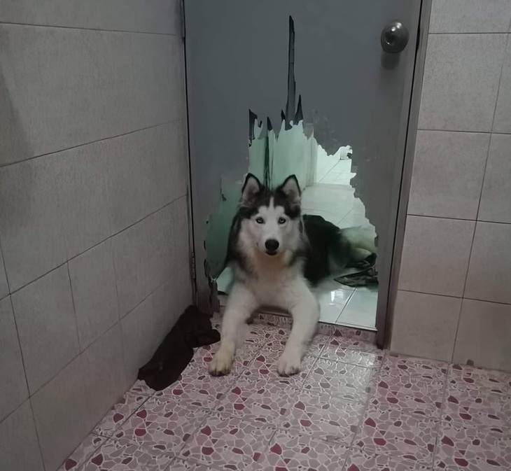 Hế sờ lô hế sờ ly ly.