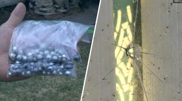 Những viên bi sắt được tìm thấy tại nhà cụ ông Prince King. 