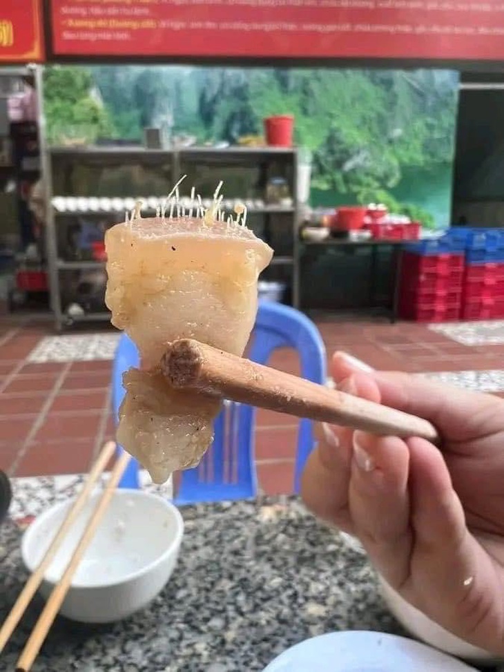 "Hoa ưu đàm" 3.000 năm mới nở 1 lần? 