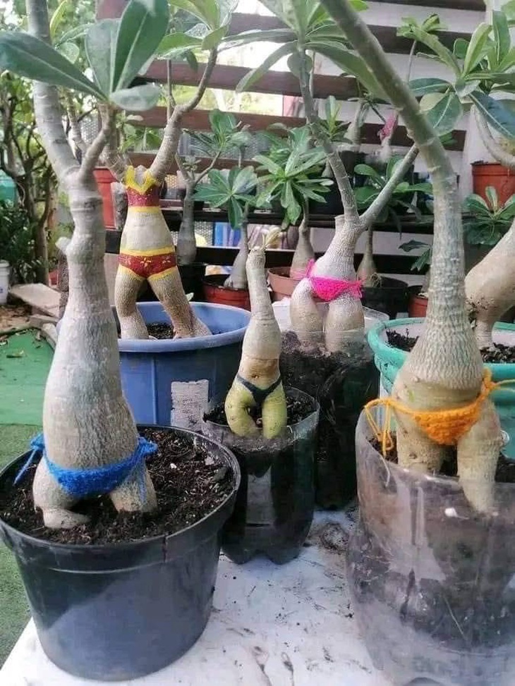 Mặc bikini cho cây. 