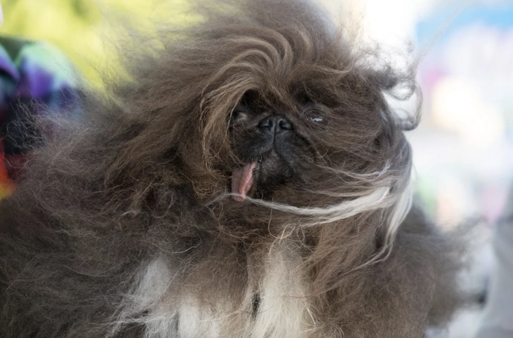 Wild Thang xấu lạ nhưng được rất nhiều người yêu thích. 