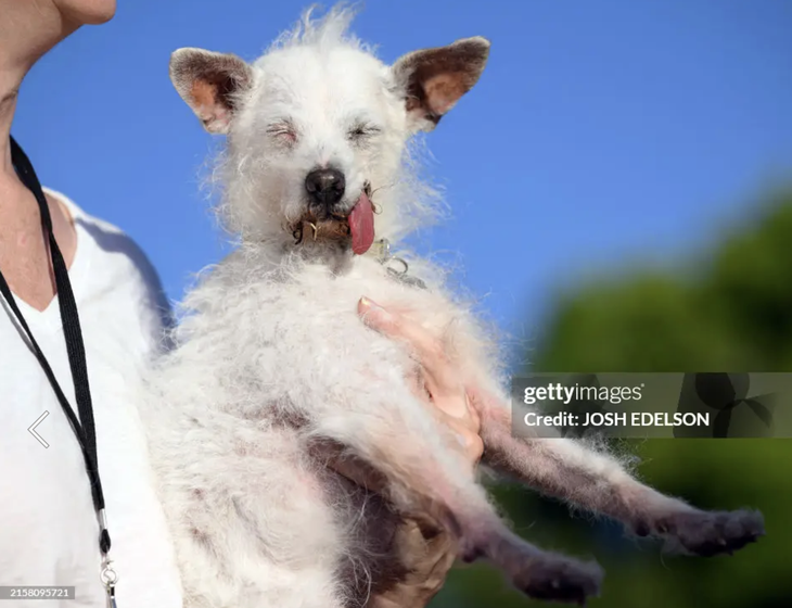 Daisy Mae là một chú chó 14 tuổi, đã xuất sắc giành được vị trí thứ ba chung cuộc. 