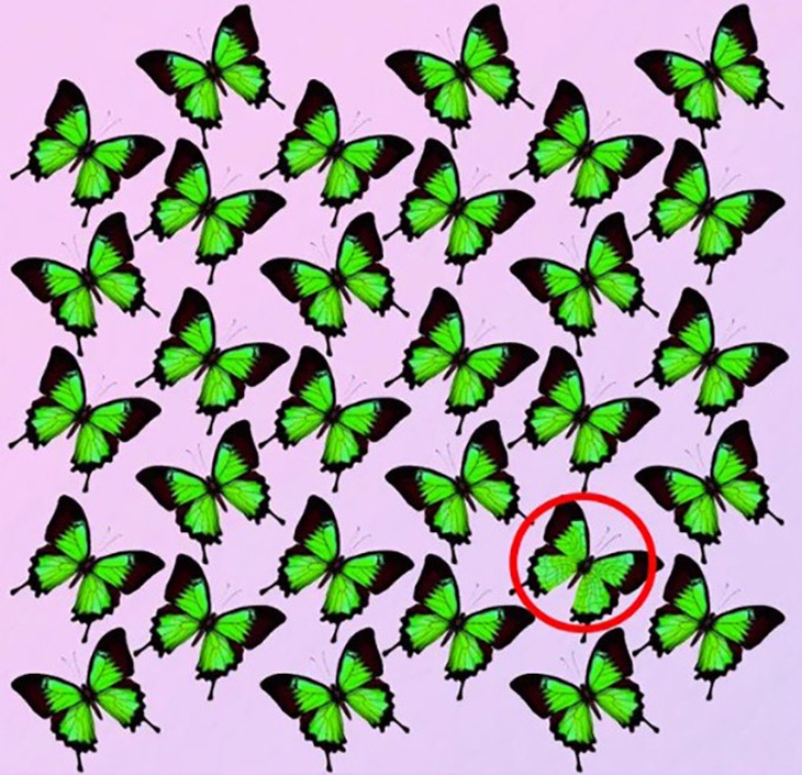 Thử tài tinh mắt: Con sói trốn ở đâu?- Ảnh 4.