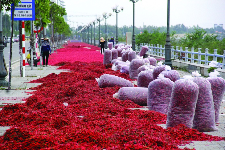 Phơi ớt trên vỉa hè con đường ven sông Trà Khúc (Quảng Ngãi). Ảnh: TRẦN MAI