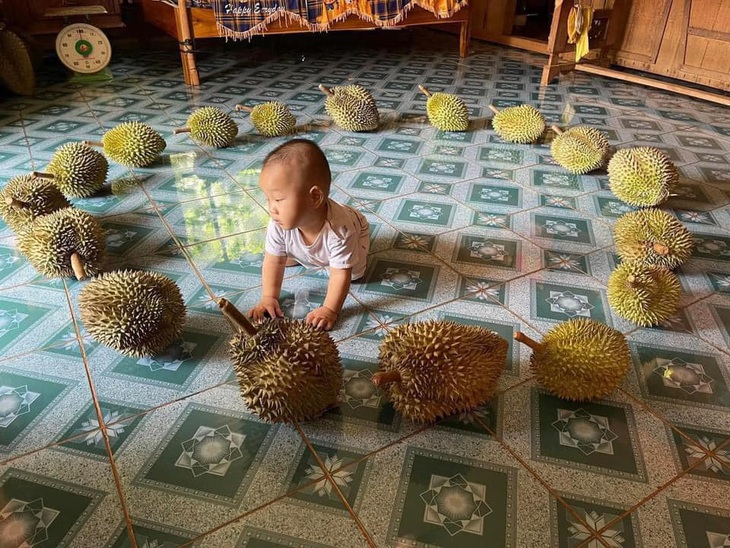 Nhờ mấy trái sầu riêng "trông con". 