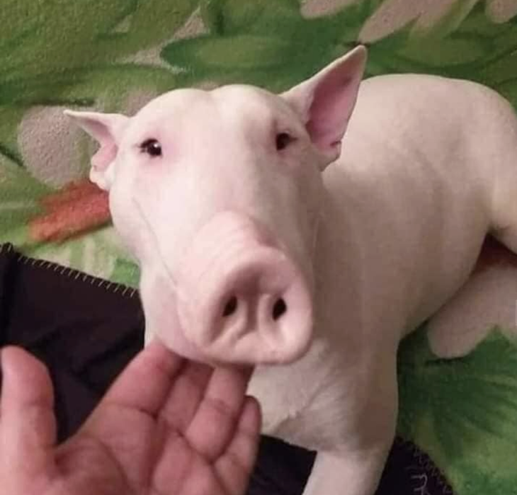 Rồi muốn nuôi heo hay nuôi chó?! 