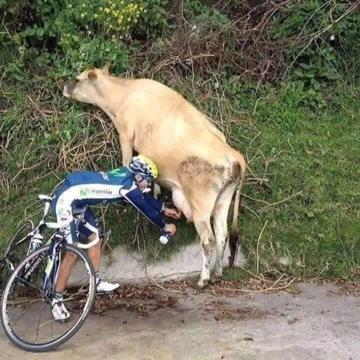 Sữa ơi sữa vào bi đông của anh!