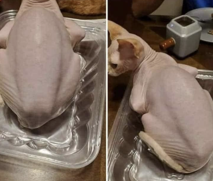 Thì ra là... con mèo. 