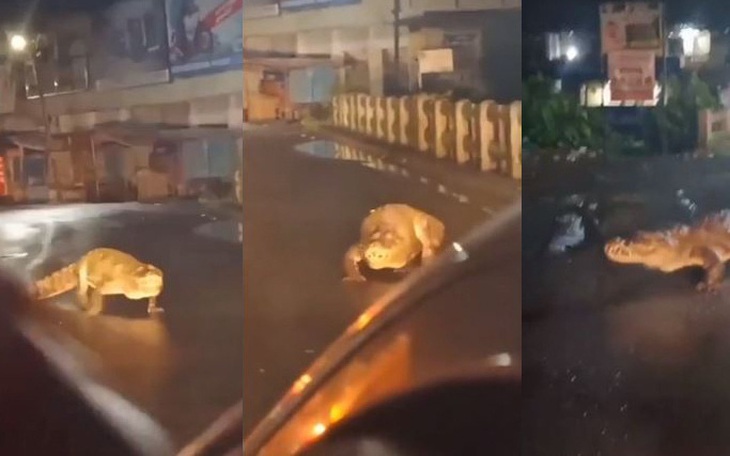 Cá sấu lên bờ "tản bộ" gây náo loạn đường phố Ấn Độ