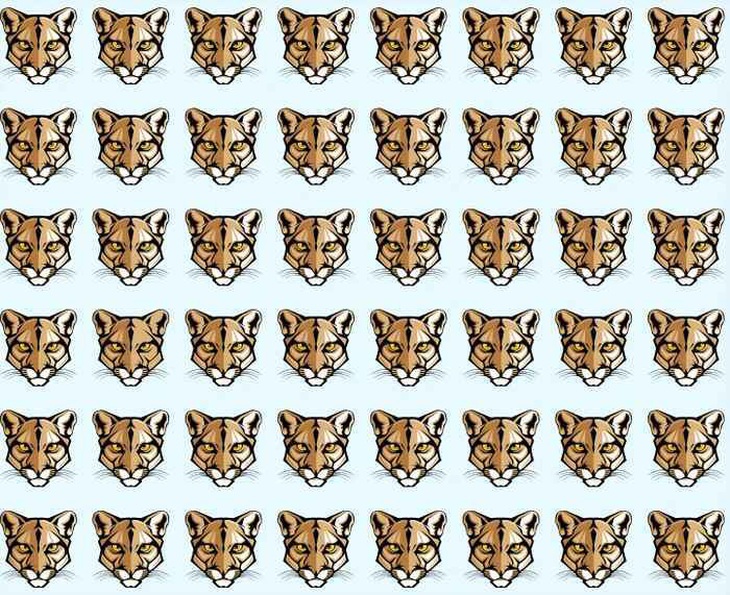 Thử tài tinh mắt: Con thỏ ẩn giấu ở đâu?- Ảnh 3.