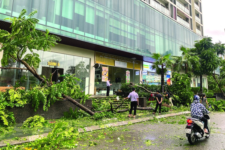 Mưa bão & chuyện thay đổi cách nhìn về cây đô thị - Ảnh 1.