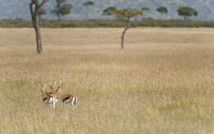 Mắt 10/10 mới thấy con vịt ẩn giấu ở đâu - Ảnh 7.