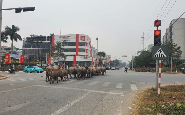 Bé Na Bình Định đu trend, netizen nhắc 'đừng vượt mức pickleball' - Ảnh 3.
