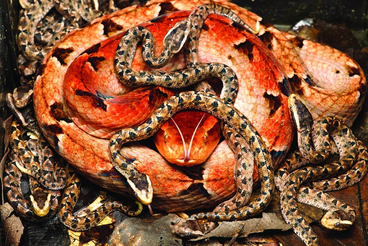 Phạm Minh Hiếu & "Cát mộng duy xà" - Ảnh 3.