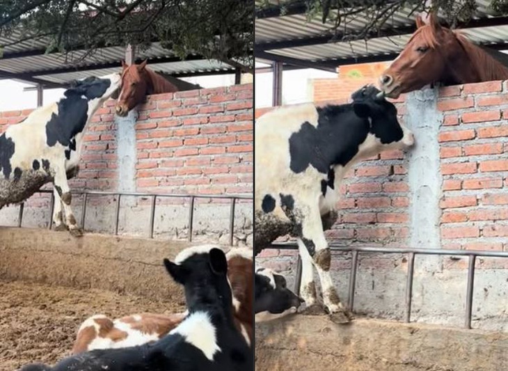 Ảnh vui 23-1: Cười òa với hình ảnh thuở 'sơ khai' của Sơn Tùng - Ảnh 3.