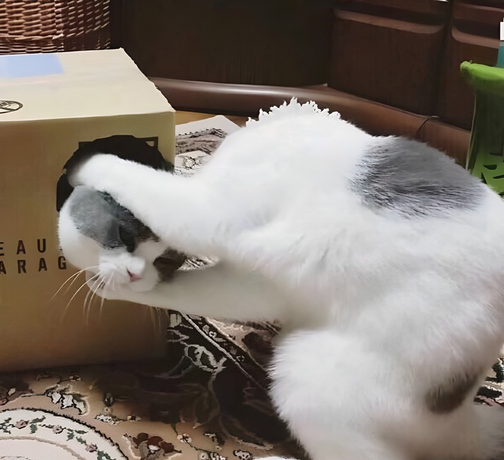 Ảnh vui 1-10: 'Unbox' đầu mới - Ảnh 1.