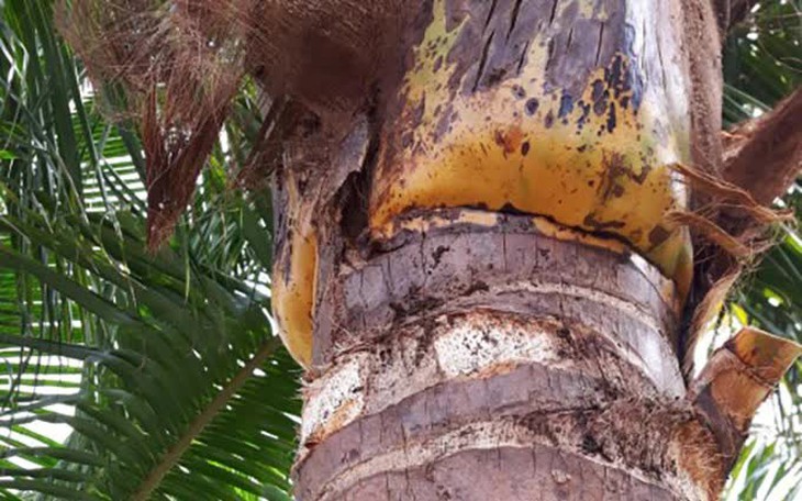 90% người không thấy con ếch ẩn giấu ở đâu? - Ảnh 8.