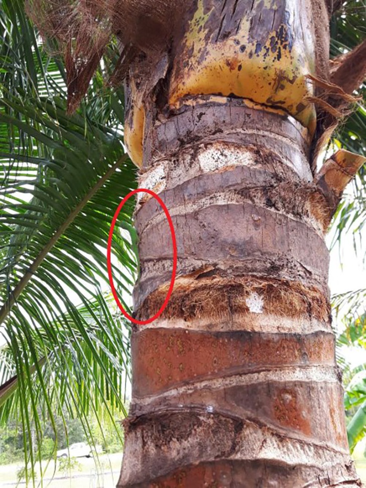 Chỉ những người có đôi mắt tinh tường mới thấy con thằn lằn ở đâu - Ảnh 1.