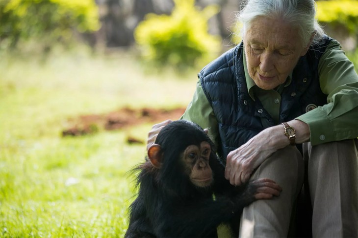 Vĩnh biệt Jane Goodall: chiến binh bảo vệ môi trường vĩ đại nhất - Ảnh 5.