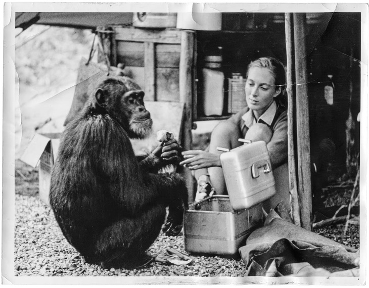 Vĩnh biệt Jane Goodall: chiến binh bảo vệ môi trường vĩ đại nhất - Ảnh 3.