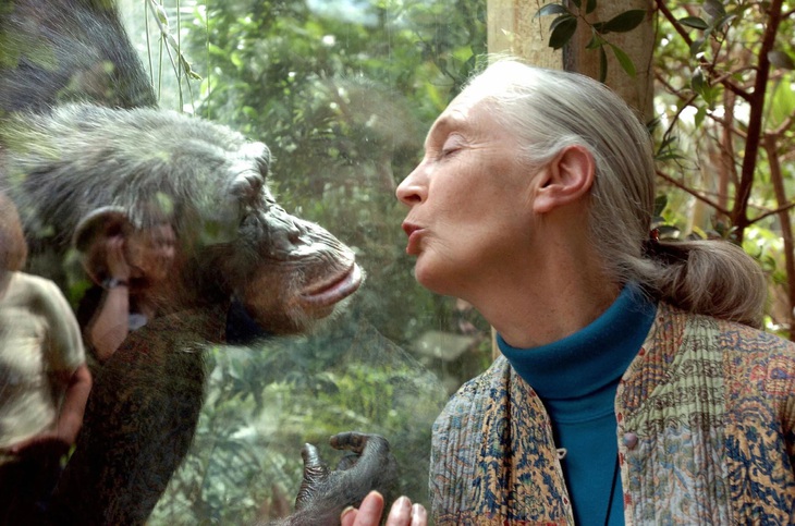 Vĩnh biệt Jane Goodall: chiến binh bảo vệ môi trường vĩ đại nhất - Ảnh 6.