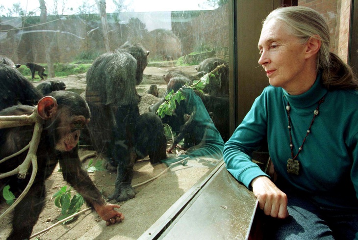 Vĩnh biệt Jane Goodall: chiến binh bảo vệ môi trường vĩ đại nhất - Ảnh 7.