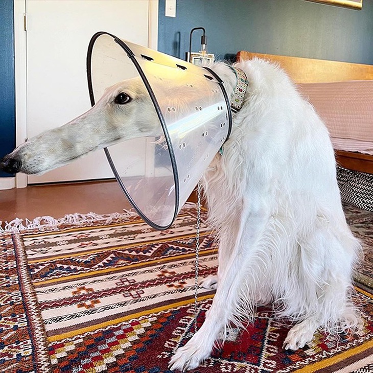 đèn đỏ - Ảnh 2.