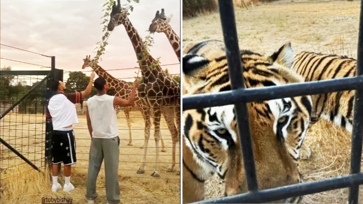 Bellingham - Ảnh 1.