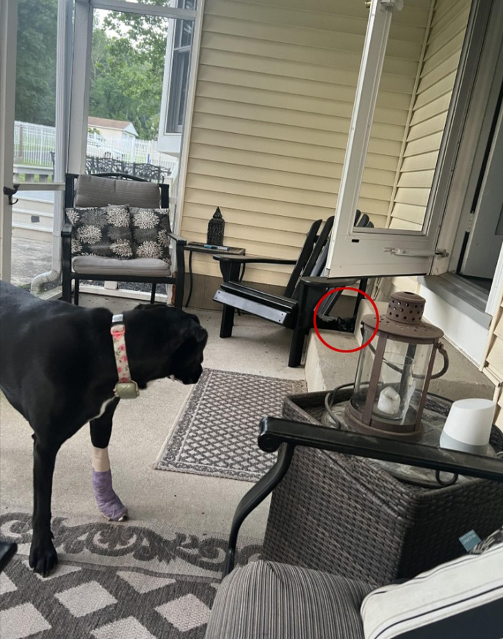 Thử tài tinh mắt - Ảnh 4.