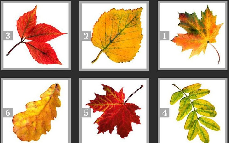 Con gì sinh ra đã béo? - Ảnh 7.