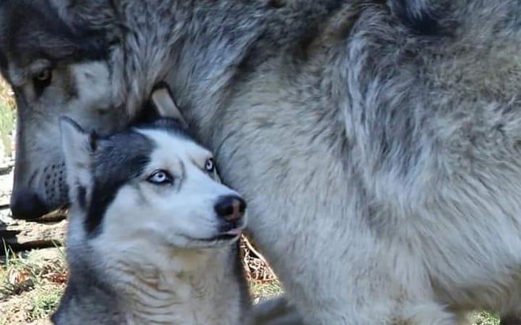 Mọi người đổ dồn về ViruSs, tại sao thế? - Ảnh 4.