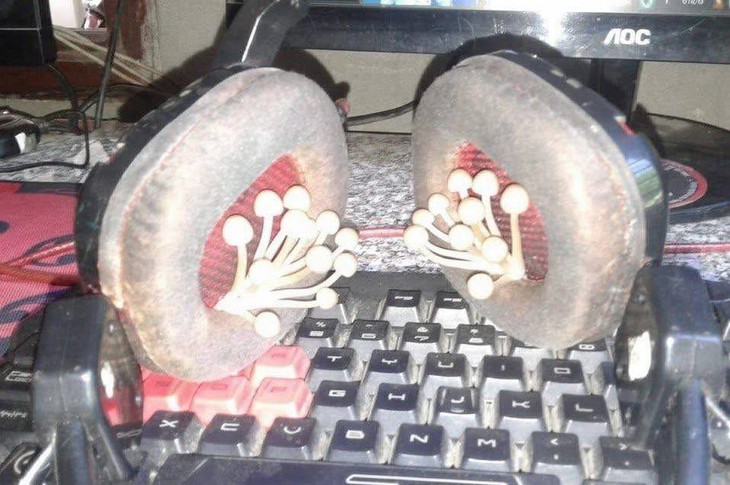 bỉ ngạn - Ảnh 6.