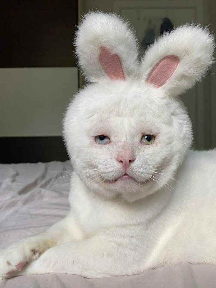 bỉ ngạn - Ảnh 5.