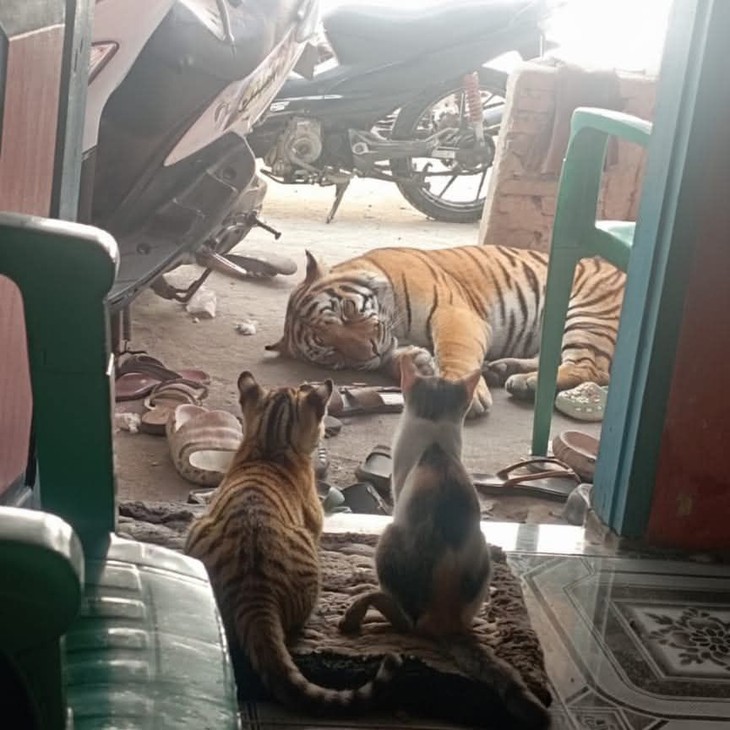 bỉ ngạn - Ảnh 3.