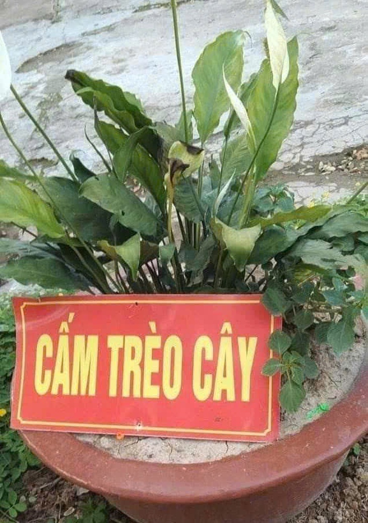 giá vàng - Ảnh 2.