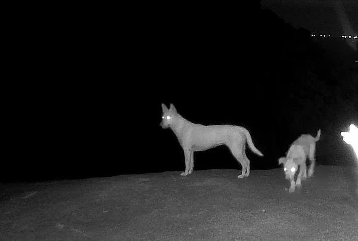 'Khỉ trắng' trên đỉnh Ông Rồng hóa ra là... chó cò - Ảnh 3.