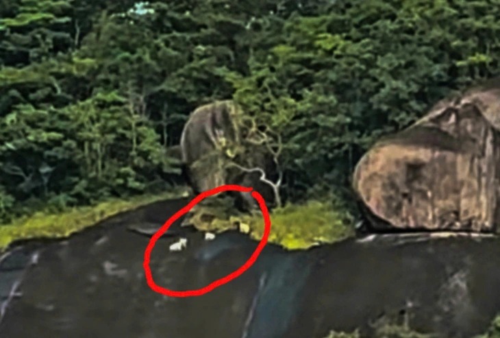 khỉ trắng - Ảnh 1.