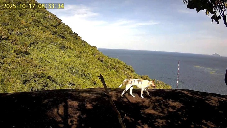 khỉ trắng - Ảnh 2.