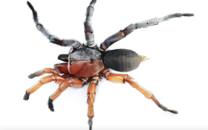 Nửa đêm livestream nhà Ngân Collagen, có gì mà đến 20.000 người xem? - Ảnh 4.